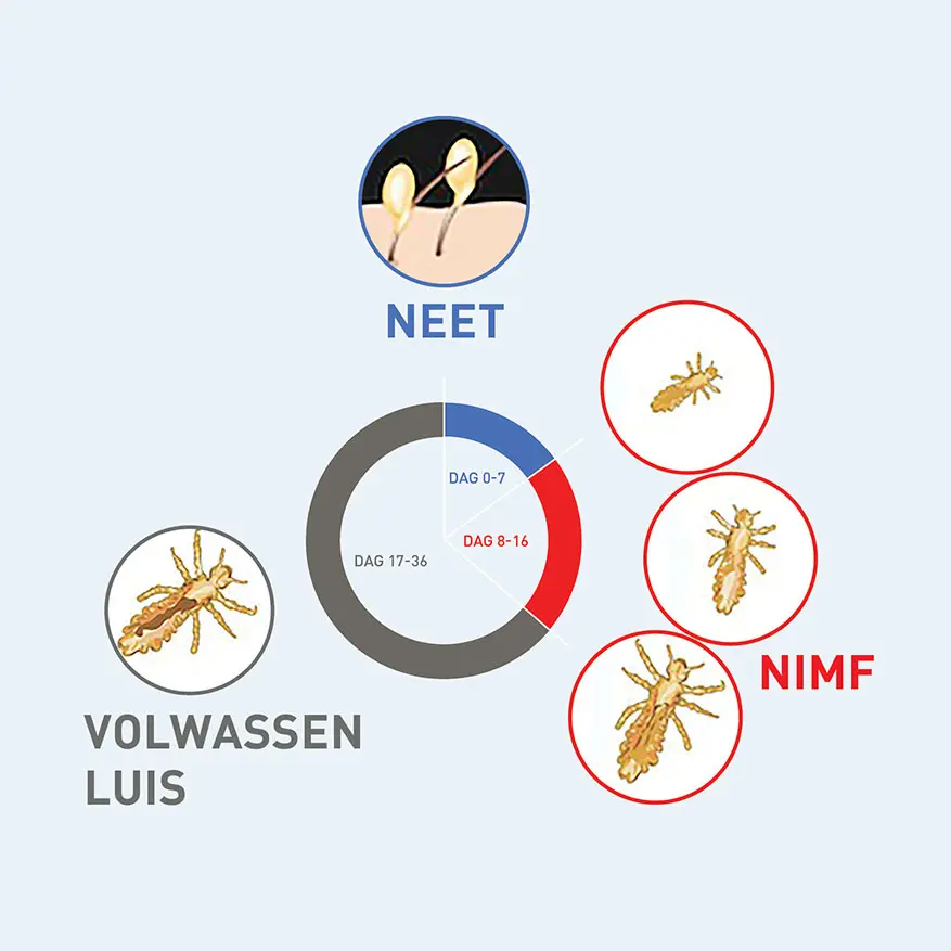 De levenscyclus van een luis