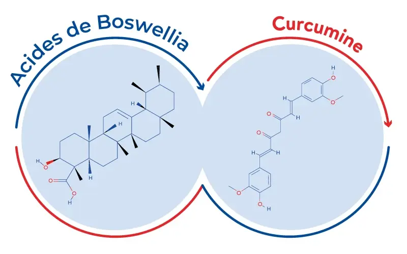La curcumine et les acides boswellia sont combinés pour un effet fortifiant.