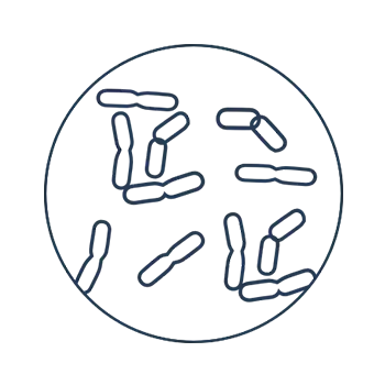 Le champignon Malassezia furfur est la principale cause de pellicules.