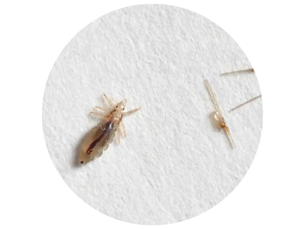 Hoe zien die neten er nu uit?