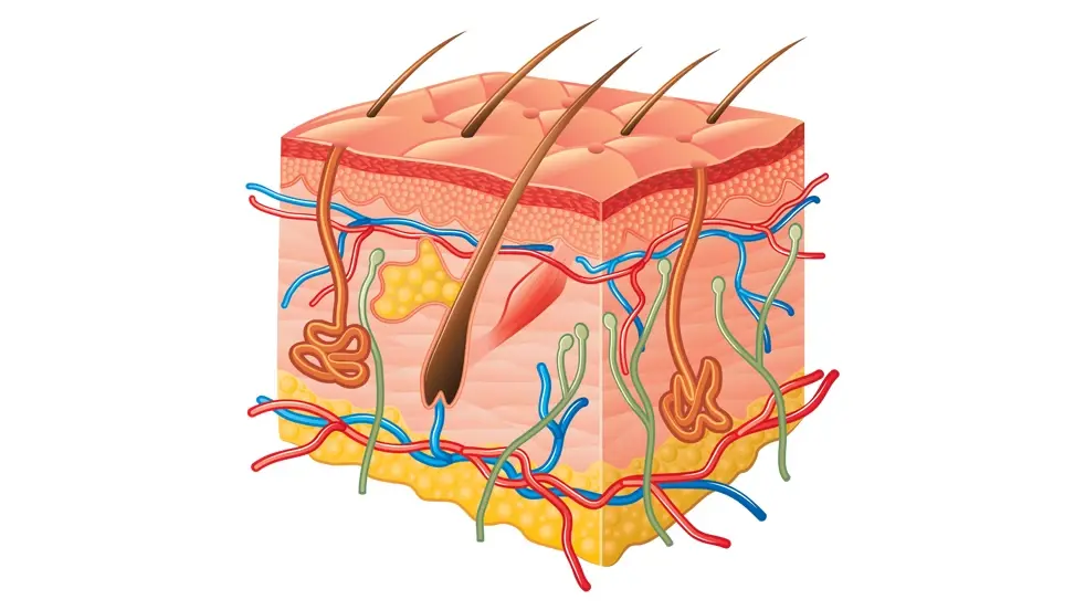 Lees hier alles over de functie van de huid.