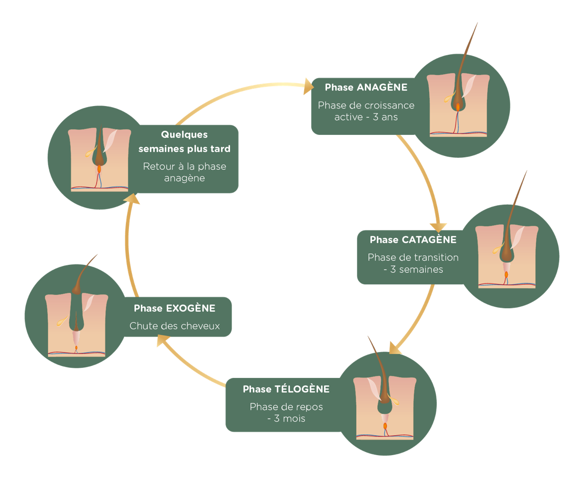 Haargroei verloopt via een simpele cyclus die uit verschillende fases bestaat