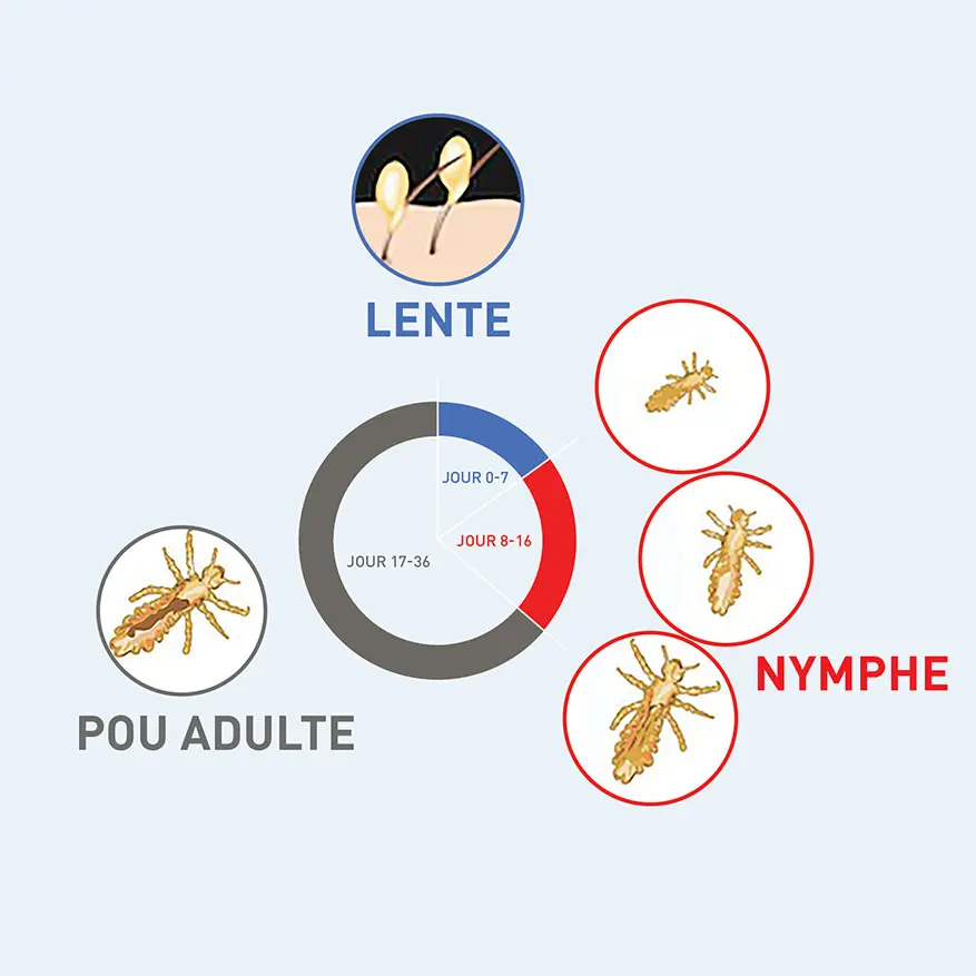 Comment les poux se reproduisent-ils?