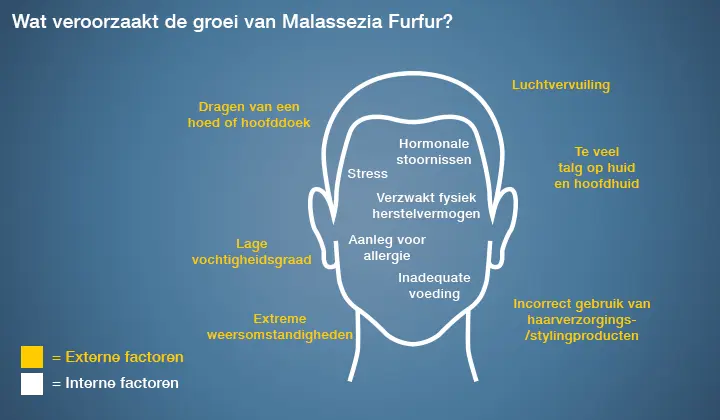 De groei van de schimmel Malassezia furfur wordt door diverse factoren beïnvloed. 