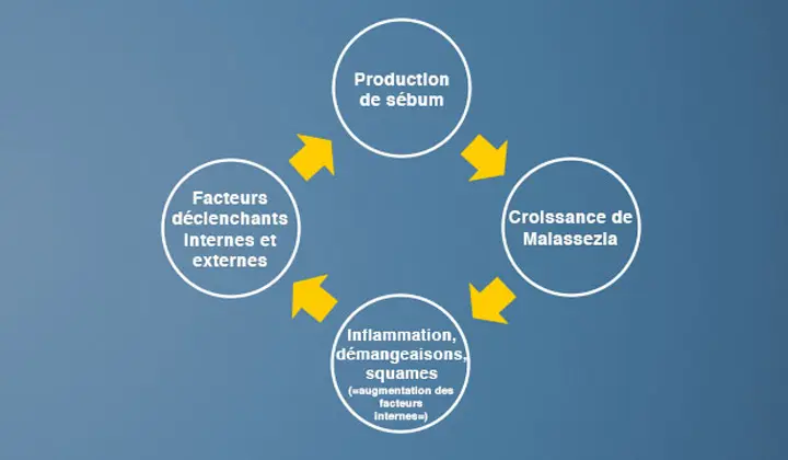 L'eczéma séborrhéique est un cercle vicieux : c'est une réaction de la peau qui lutte contre un étrange intrus.